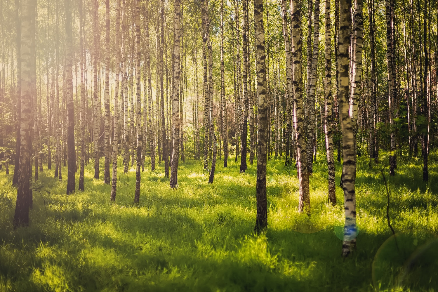 kesäinen metsä